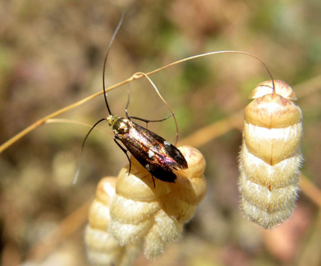 Identificazione adelidae